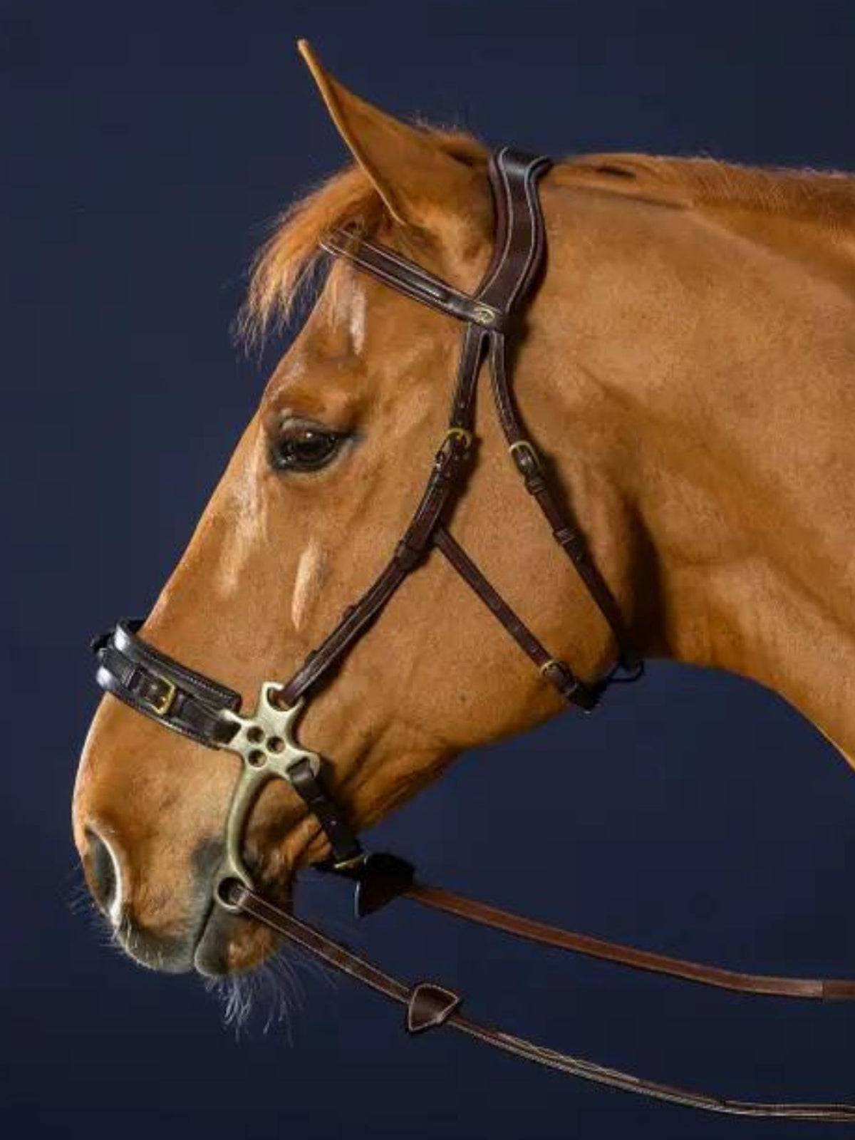 Hackamore Träns Brun