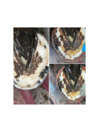 Hoof Putty