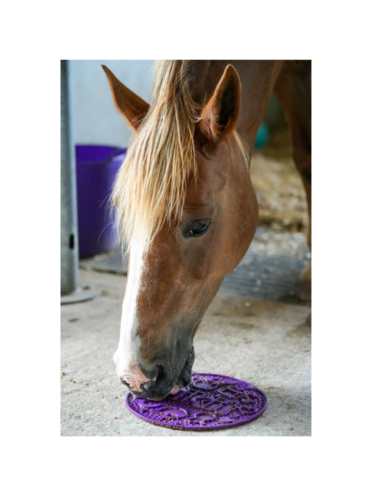 Graze Maze Slowfeeding Slickmatta Purple