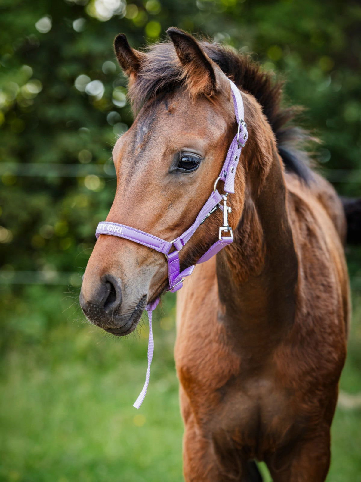 Malva Fölgrimma Lavender
