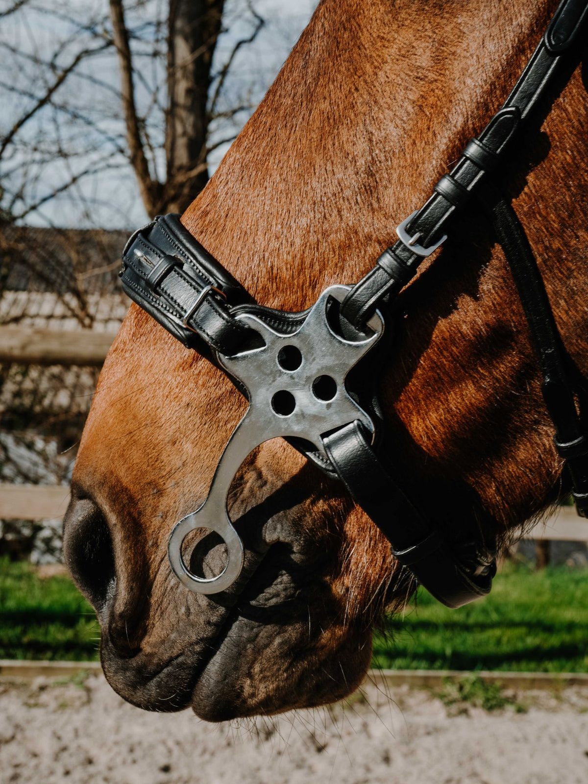 Hackamore Svart