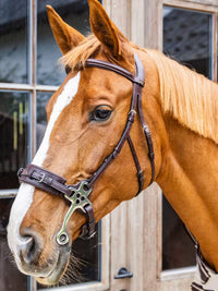 Hackamore New English Brun