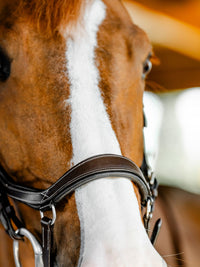 Micklem Competition Bridle Dark Havanna