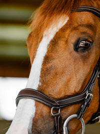 Micklem Competition Bridle Dark Havanna