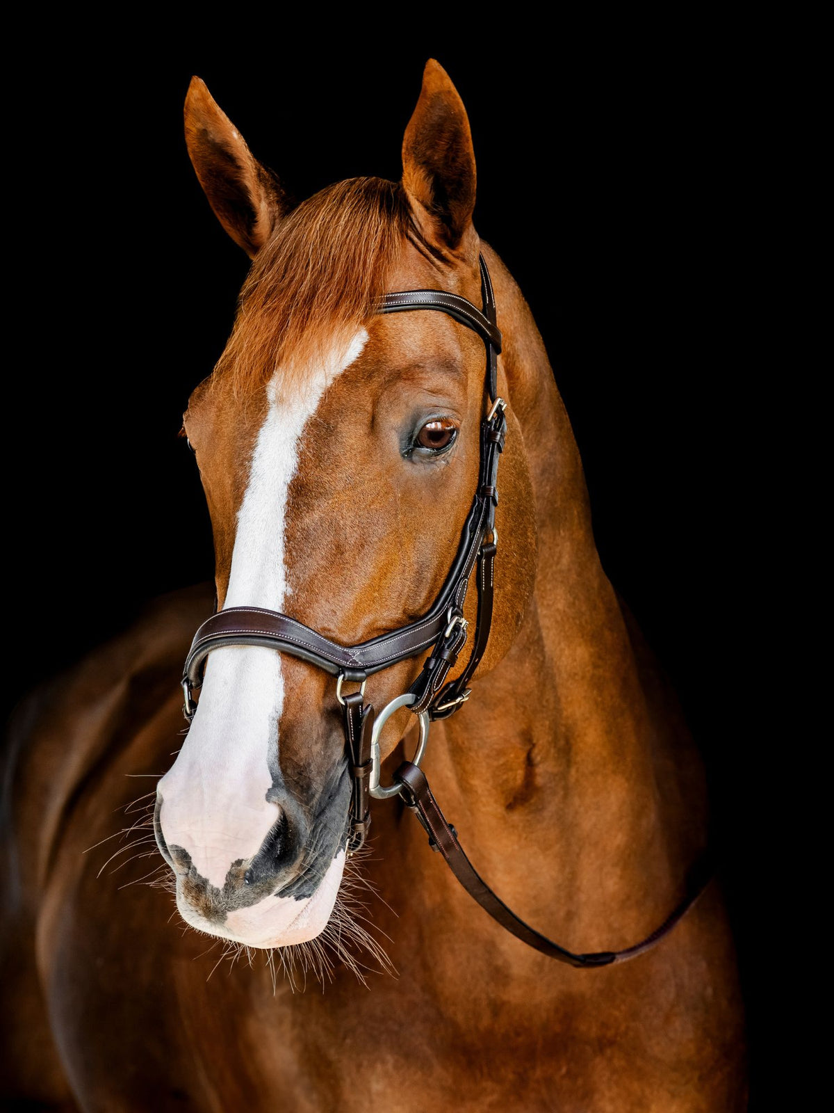 Micklem Competition Bridle Dark Havanna
